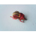 Potato Beetle